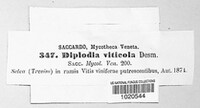 Diaporthe neoviticola image